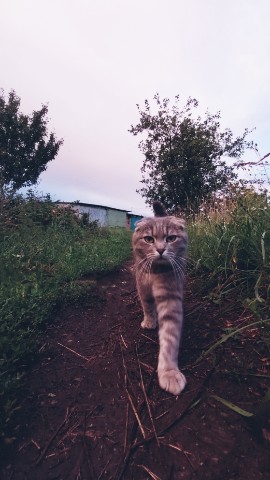 tati_vina в LOOKY. #котики. #котики
