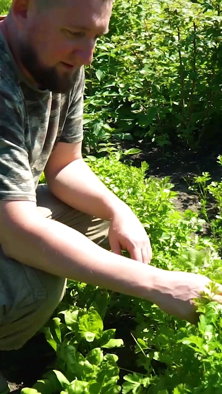 НАГОТОВКЕ в LOOKY. . Про кинзу