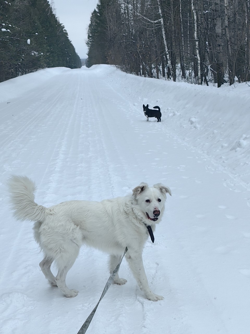 pinchuk_brand в LOOKY. . Сходили прогуляться,...