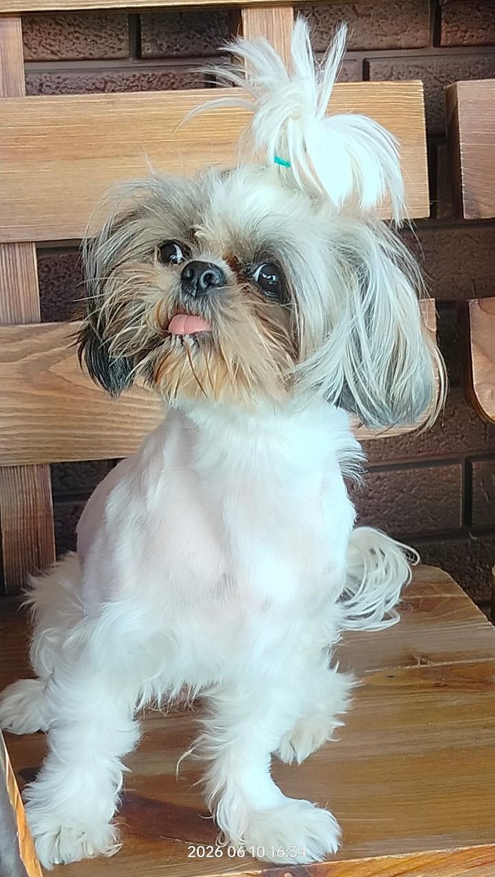 Vladova Tatiana в LOOKY — Моя любовь #шитцу #dogs [#dogslove ](dogslove)
