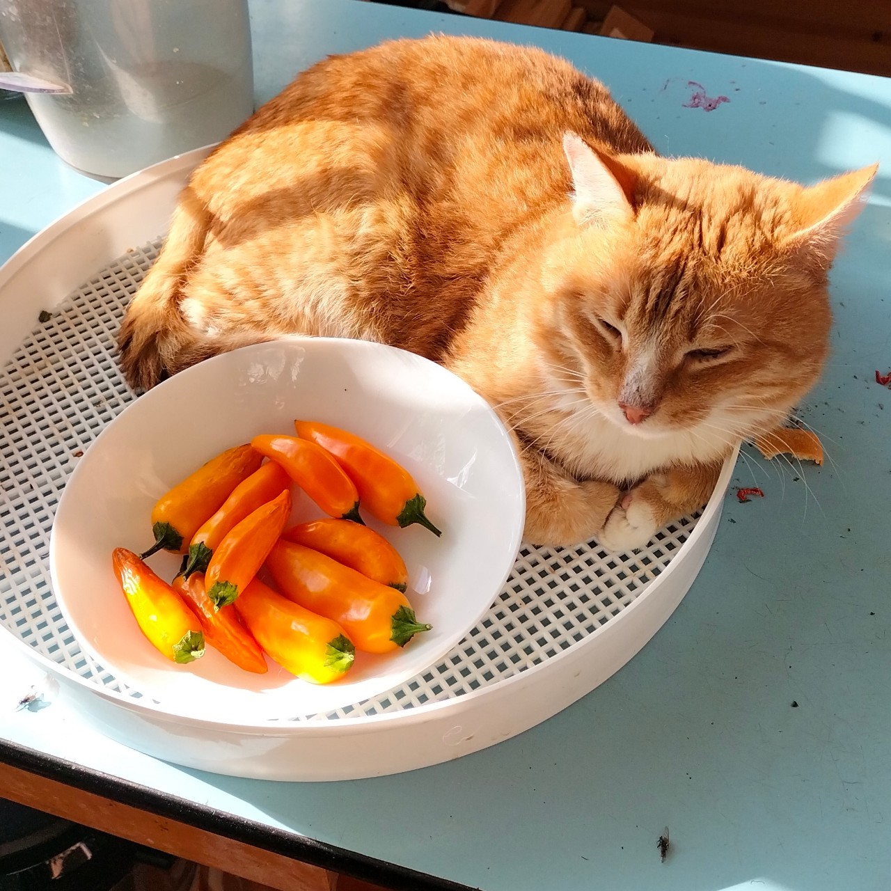 PetsStalkerS in LOOKY. . Как подготовить остр...