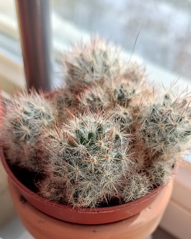 vallie_lerman в LOOKY. . 🌵💚