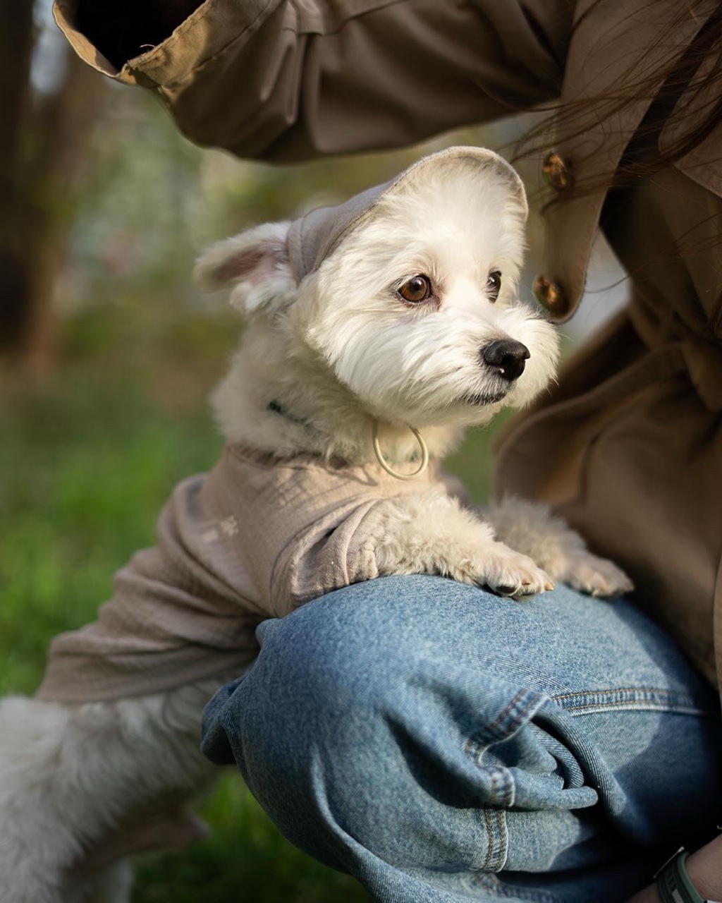 LOOKY бизнес в LOOKY. . Собачники, вы там ка...