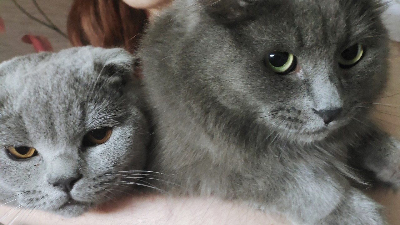 fligeon в LOOKY — #Пушистая братва#котэ#котики#
