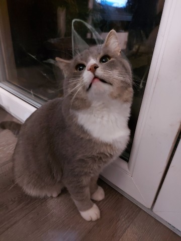 Мира и Муся в LOOKY. #животные,#кот,#кошки,#котопес,#хорошеенастроение,#looky. Знакомтесь! Это наш ...