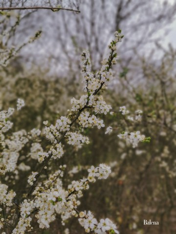 Алёна в LOOKY. #весна,#spring,#flowers,#flower,#nature,#march,#природа,#цветение. Ранняя весна

______...