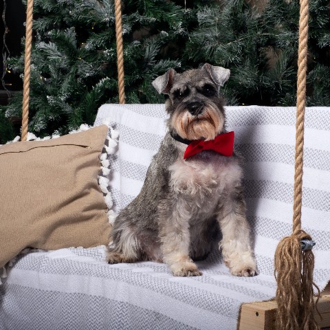 Leeny_a в LOOKY. #новыйгод,#цвергшнауцер,#шарташ,#Роки,#zwergschnauzer,#miniatureschnauzer,#служебнаясобака,#фотосессия,#nikon,#helios,#гелиос,#гелиос44,#helios44,#боке,#photographer,#photo,#photography. #новыйгод #цвергшнау...