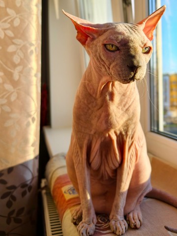eva_sphynx_cat в LOOKY. #ева,#сфинкс,#sphynx,#донскойсфинкс,#кошка,#котики,#котэ,#лысая,#evasphynxcat,#мыизкотограмаlooky,#looky_official,#looky,#LOOKY_контент,#looky_you,#you. Привет, друзья! Хоро...