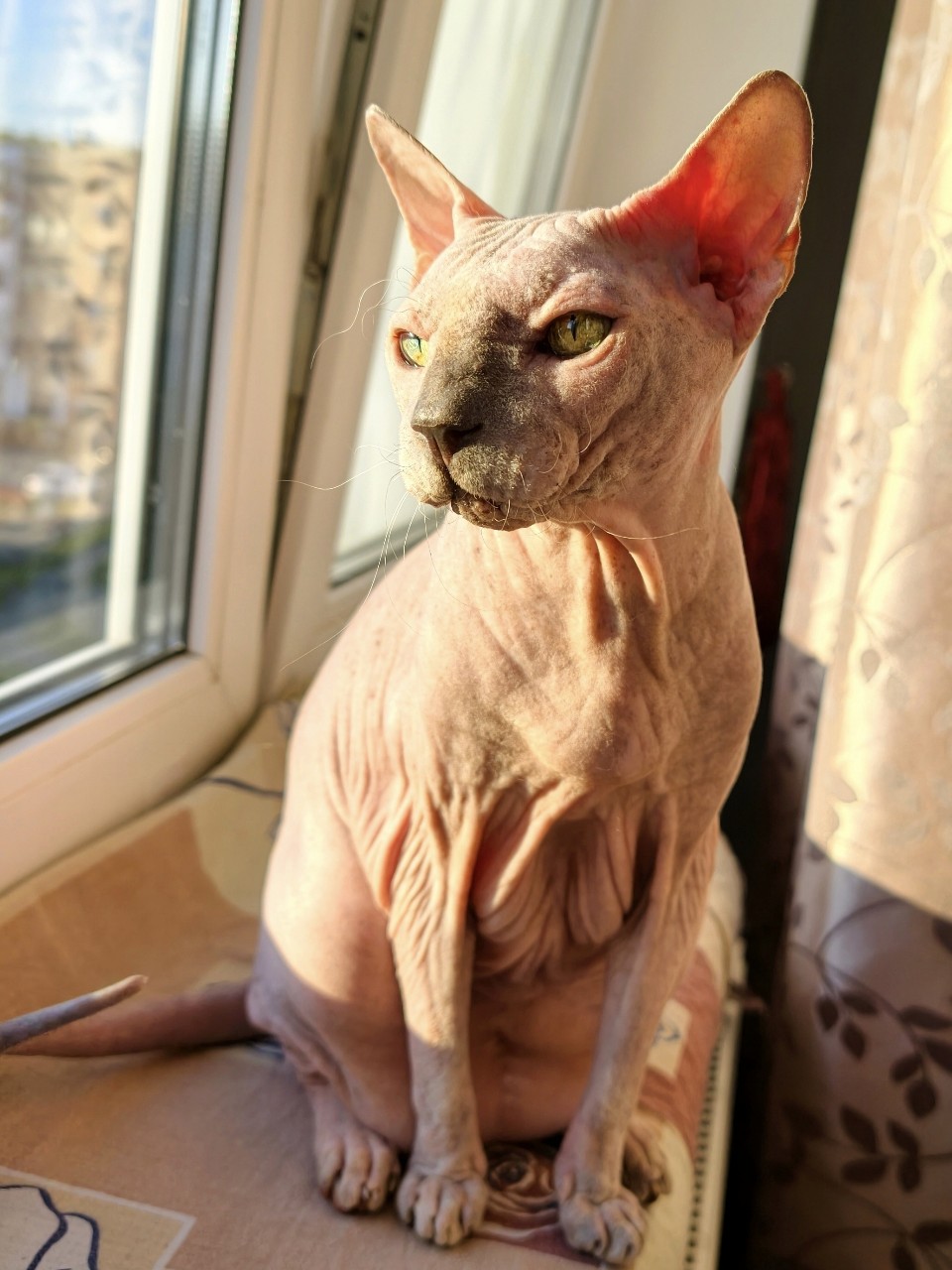 eva_sphynx_cat в LOOKY — фото 2