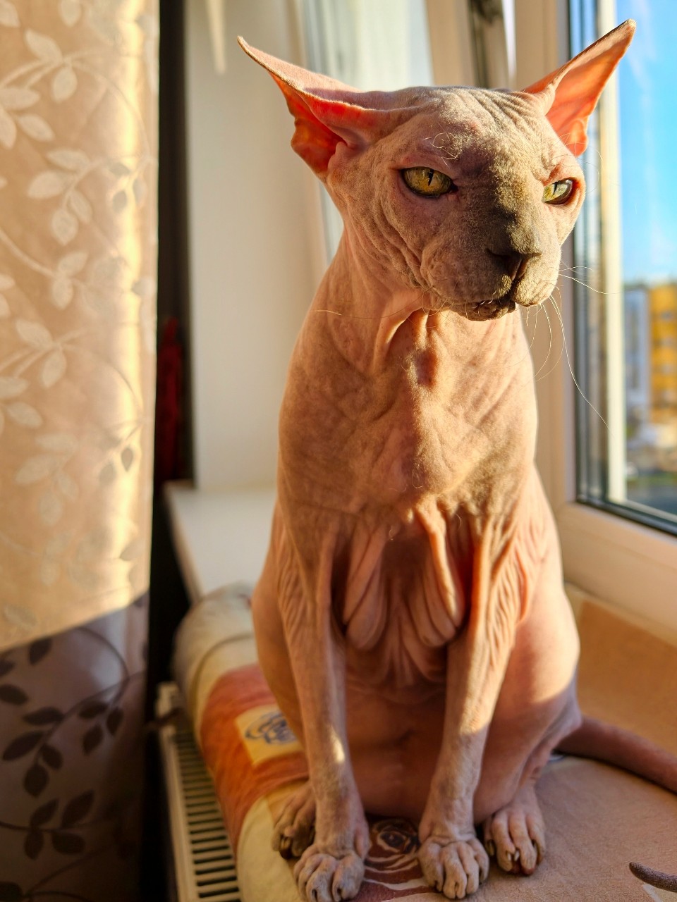 eva_sphynx_cat в LOOKY — фото 1