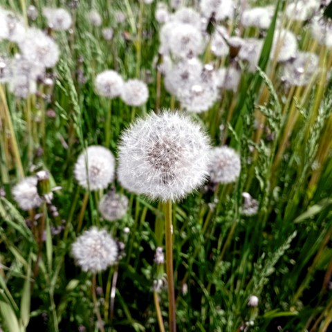 volkov в LOOKY. #цветы,#flowers,#. #цветы #flowers # од...