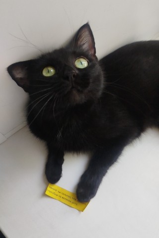ARISHA в LOOKY. . 🐈‍⬛🖤🤍
Пост для от...