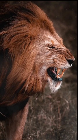 mcmangawang в LOOKY. #RoarWithPride,#DONTQUIT,#quotes. IT'S NOT THE LION'S ...