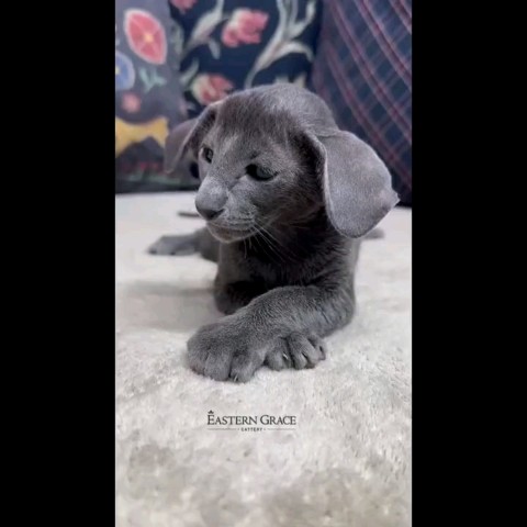 SllashFllow в LOOKY. . Грустный ушастик 🤍
