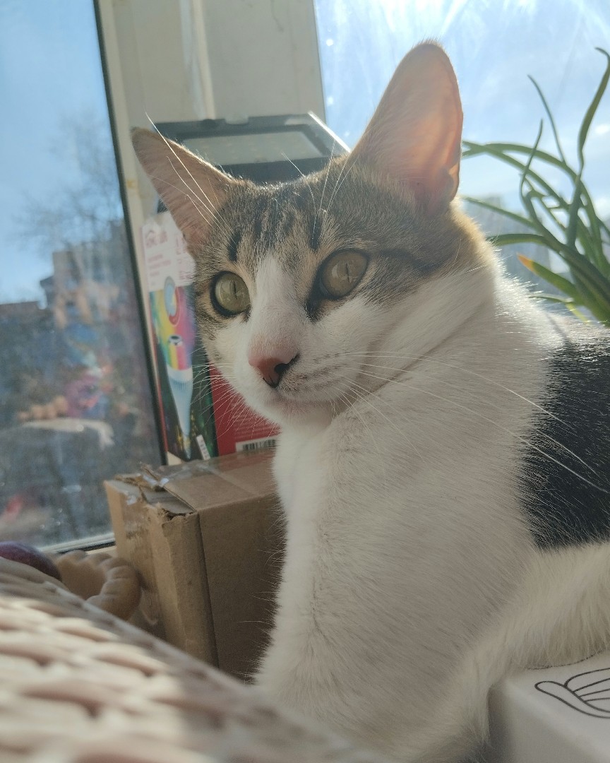 Кот Мурчик in LOOKY. . 