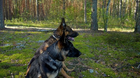 Diamond в LOOKY. #немецкаяовчарка,#немецкая_овчарка,#овчарки,#germanshepherd,#german_shepherd,#german_shepherd_dog,#собаки. Выходные 🐾
Евита 1 ...