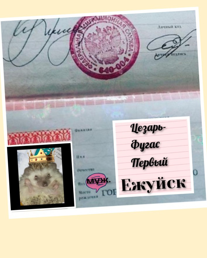 ПАСПОРТ ЕЖОВЫЙ💌🦔

Всем большучее ежучее приветище! Сегодня решила Ежкина Мать, тобишь я, сделать ежику официальный паспорт. А то что это за бредлам, ежели у колючего ребенка доку́ментов нетушки вовсе🫣😁

Теперь мы официальный гражданин РФ!
А вот и наш колючий паспорт🧾💌🦔
Свапайте вправо, и шерстите мини- КАРУСЕЛЬКУ ежучую.

Документ ежучий, теперь никто не сможет Ежа прижучить😁😁😁🦔

Всем приятного досуга, уюта и тепла в душе, позитивчика охапку, и документиков нужных папку!😁

До новых, ежовых встреч!💌🦔

П.С понравилось ли вам наше творение повышенной важности? Пишите в комментах, нам будет интересно услышать Ваше мнение♥️♥️♥️♥️♥️♥️♥️♥️🦔

#топ # топблогеры #яблогер #документы #паспорт #еж #ежик #африканскийеж #юмор #приколы #позитив #животные #домашниепитомцы #семья