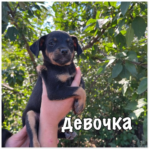 Таксмания в LOOKY. #такса,#таксмания,#волонтеры,#собака,#помощь,#ищемдом,#таксаищетдом,#таксахочудомой,#Оренбург,#пристройство,#щеноктаксы,#щенок,#Lookydoxie,#Looky,#LOOKY_топ. 📢 ОРЕНБУРГ

📌 Прис...