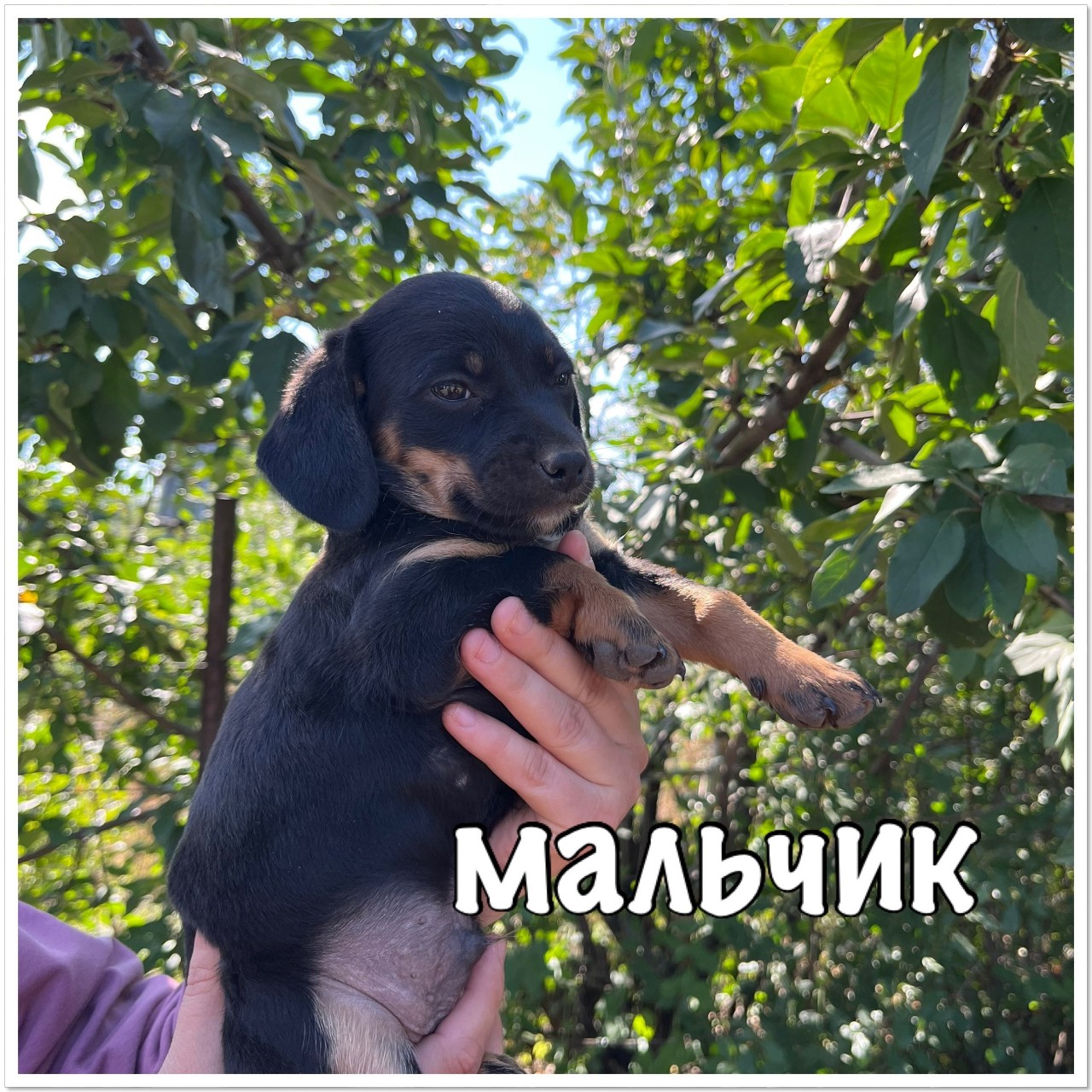 Таксмания в LOOKY — фото 2
