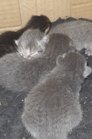 Looky_Sandra в LOOKY. #малыши,#котята,#котики,#детиматильды. Пополнение❤️

#малыш...