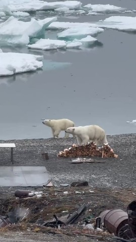 Белые медведи.