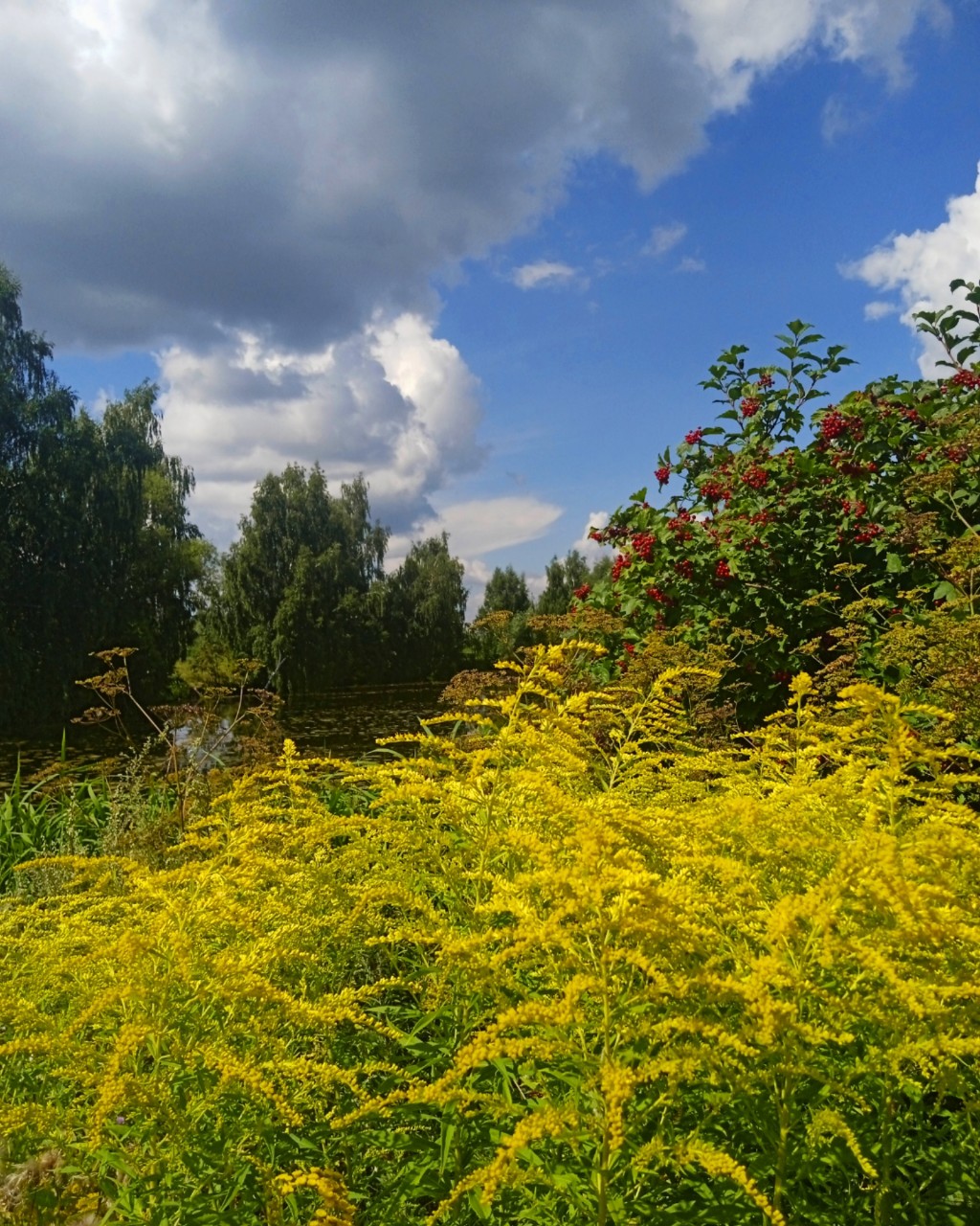 05.08.2024

#природа #август #лето #фото #цветы #люблюфотографировать [#looky ](looky)#топ #рекомендации