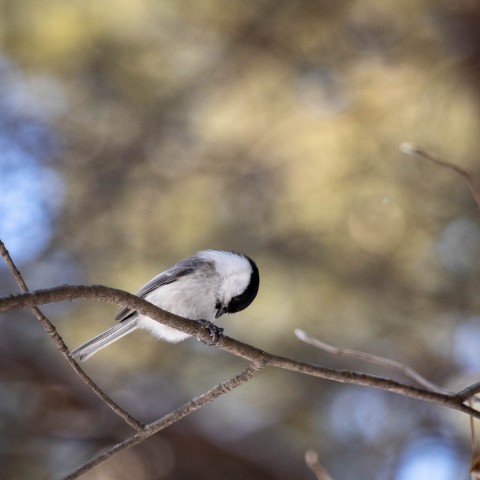 alx.a.lav в LOOKY. #birds,#птицы. #birds #птицы
