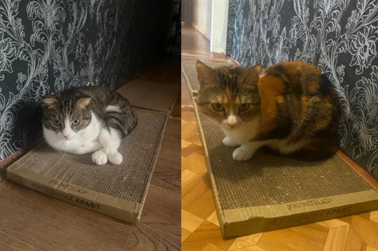 kogtedralka в LOOKY — ✅️"Большое спасибо от кота Руфуса и кошки Розы. Они просто о