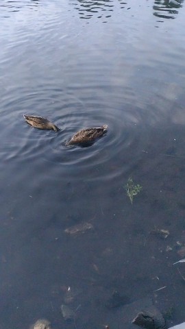 mika_96 in LOOKY. . 🦆🦆🦆