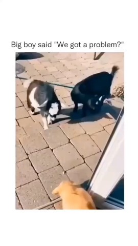 Looky_1690283321772 в LOOKY. #milo_i_smeshno,#LOOKY_топ,#мило_и_смешно,#милоиСмешно,#miloismeshno,#мило,#смешно,#смех,#Looky_you. #milo_i_smeshno
#LOO...