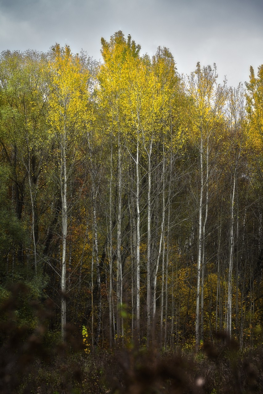poboruev_landscape in LOOKY