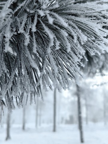 csv_note в LOOKY. . Зимний