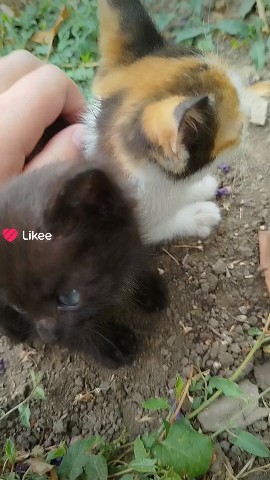 Котики в LOOKY — Котики#мило#домашнийпитомец