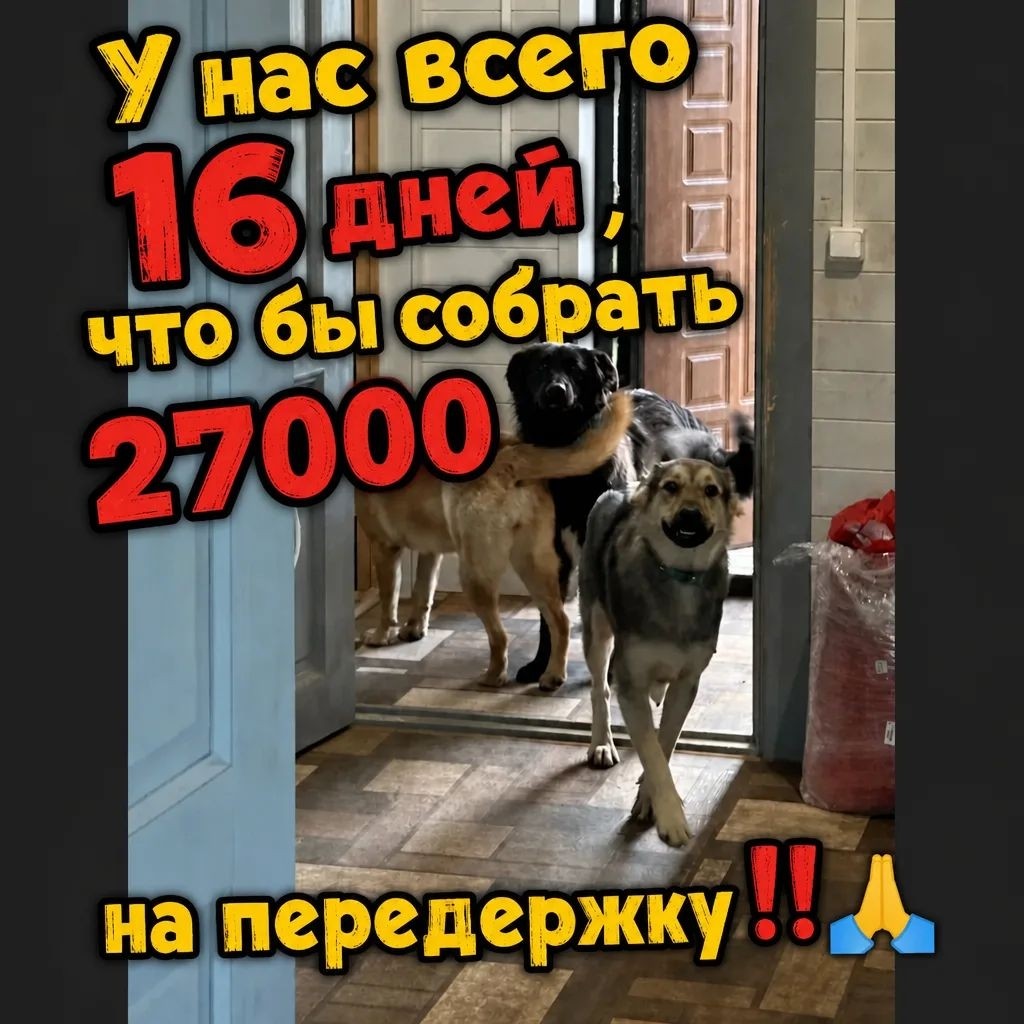  в LOOKY — 💛 Поможем Фиме, Нике и Кнопке остаться в тепле 🐾

🆘Друзья
