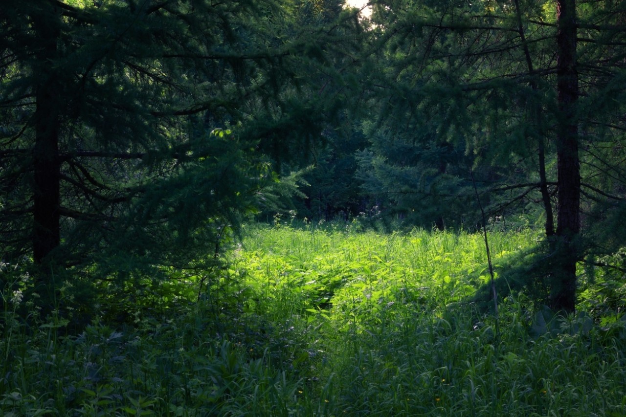 poboruev_landscape в LOOKY. #природа,#лес,#лето,#зелень,#свет,#тень,#поляна,#полянка,#контраст. Темнота это всего ли...