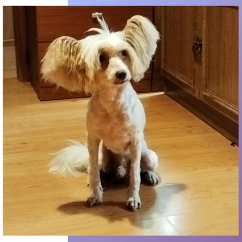 tanya.groomer в LOOKY. #кхс,#китайскаяхохлатая,#стрижкакхс,#хохлатая,#хохлатая,#хохлатаясобака,#стрижкаспб,#стрижкаживотныхнадому,#стрижкасобакнадому,#стрижкасобакспб,#грумерленобл,#грумернадом,#грумерспб,#собаки,#песики,#песель,#собакевич. Ушки🥰

*стрижка
*ст...