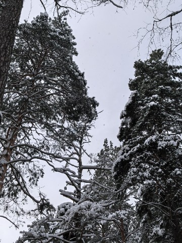 Юрий Эл Фотограф Москва в LOOKY. #зима,#снежнаязима,#природа,#пейзаж,#путешествие. Прогулка третьего ян...