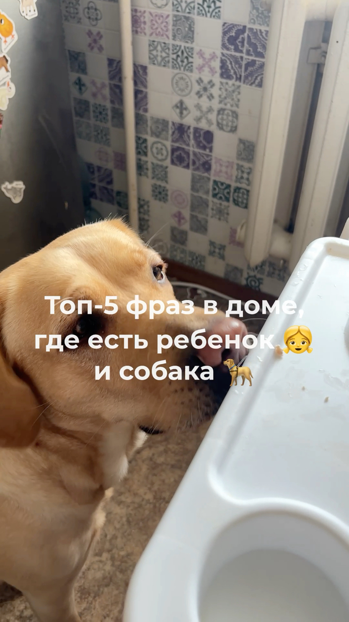 На связи лабрадор Бен-Бен в LOOKY. #232465954,#собака,#собакадругчеловека,#любовь,#малыш,#питомец,#пробиотики. Так и живем, пишите ...