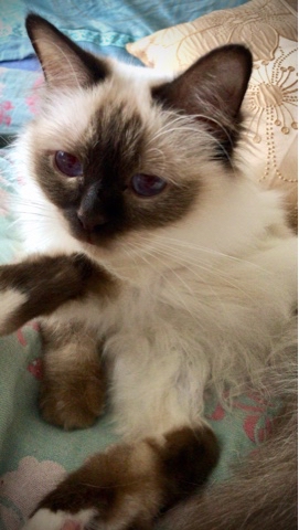svetlana14064 в LOOKY. #Священнаябирма,#Породистыекотята,#Котята,#кошка,#пушистики,#питомникпородистыхкошек,#мыизкотограмма,#нашилюбимцы,#безкотаижизньнета. Наша неугомонная мам...