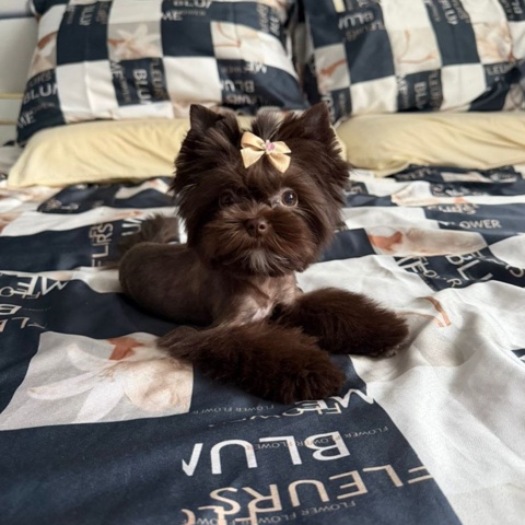 Цветные Йорки Little Favorite в LOOKY. . Выпускница🥰фото-при...