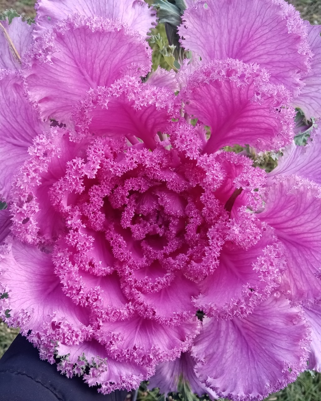_juliasplants_ в LOOKY — https://t.me/juliasplants  
🍁
Подписывайтесь в телеграм. Да