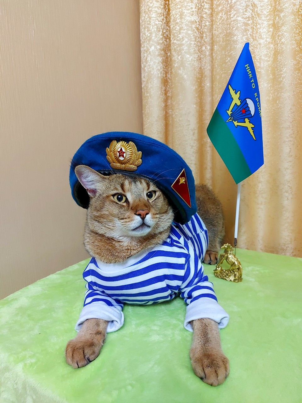 afina_zeus в LOOKY. #looky_official,#looky_кошки,#looky_контент,#чаузи,#кот,#кошка,#мыизкотограма,#фотомомент,#большиекошки,#редкиекошки,#красивыекошки,#гибридныекошки. За ВДВ! Ура! Ура! Ур...