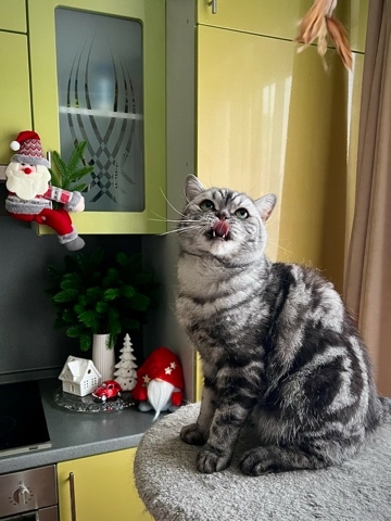 british_mars_cat в LOOKY. . 