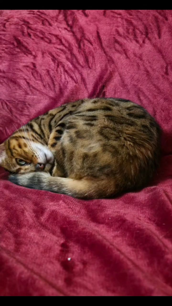 afina_zeus в LOOKY. #кот,#кошка,#мыизкотограма,#фотомомент,#бенгалы,#бенгальскаякошка,#люблюкошек,#любимецсемьи,#красивыекотики,#домашнийлеопард,#любимыепитомцы,#домашниеживотные,#looky,#looky_official,#looky_кошки,#looky_контент,#фотокота. С утра свернуть хоте...
