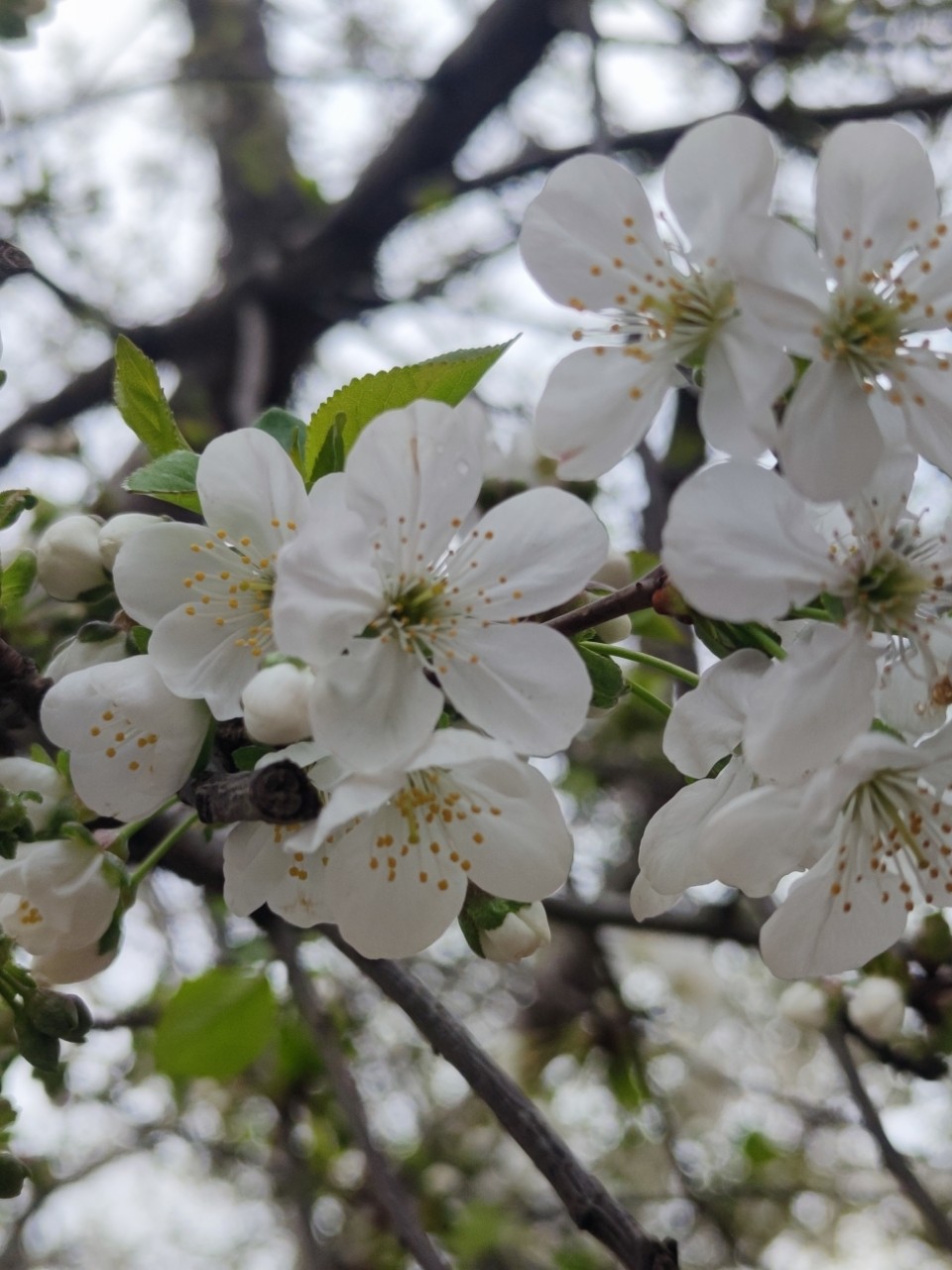  в LOOKY — фото 2