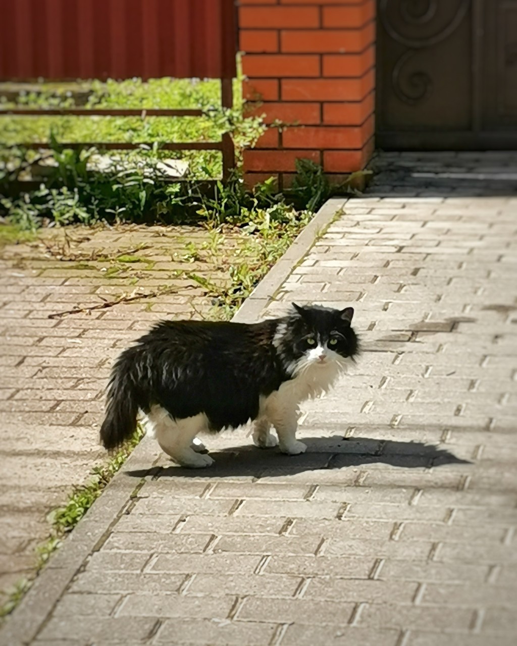 sakura1315 в LOOKY — ✨ Поздравляю с Всемирым днём кошек! 🐱💜

#фото #денькошек #