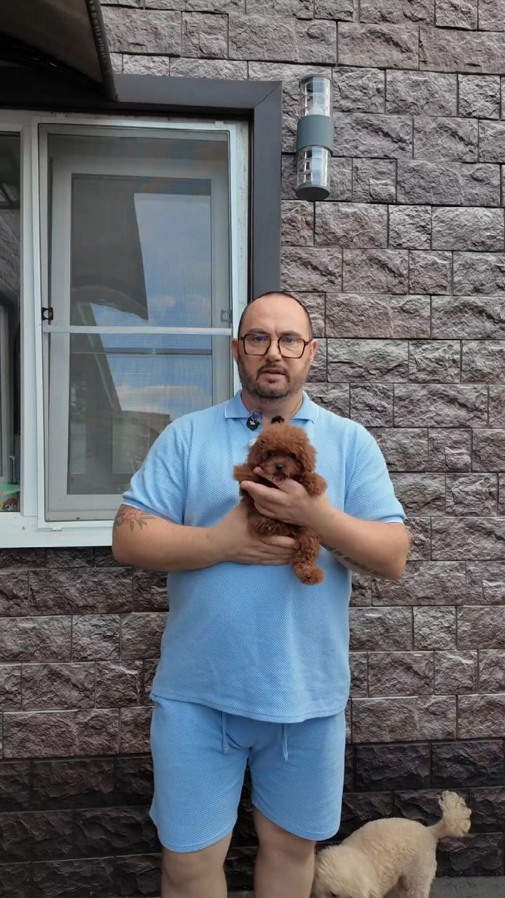 pitomnikmoscow в LOOKY. . Питомник пуделей и д...