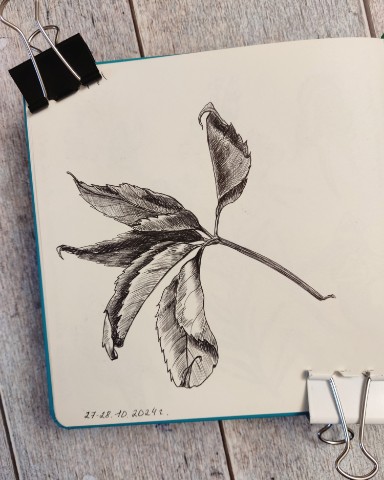 vikitasha89 в LOOKY. #гамма,,#ташарисоваша,#скетчбук,#sketchbook,#vikitashaучитсярисовать,#ярисую,#какумеютакирисую. Наткнулась вчера на ...