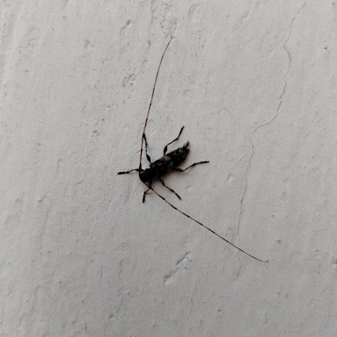 MICROWORLD в LOOKY. #microworld,#bug,#bugmacro. #microworld [#nofilt...