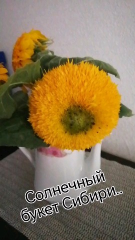 Looky_1717496540762 в LOOKY. . Солнечный букет